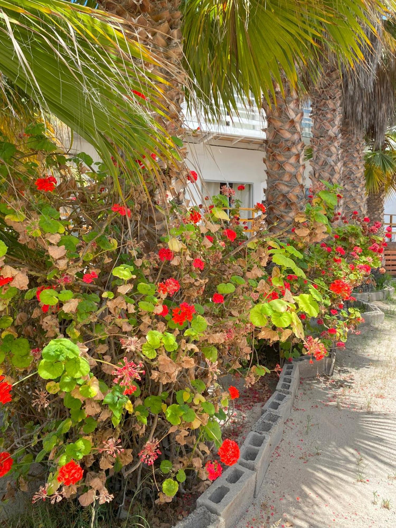 Hotel & Cabanas El Mirador Caldera Exterior photo
